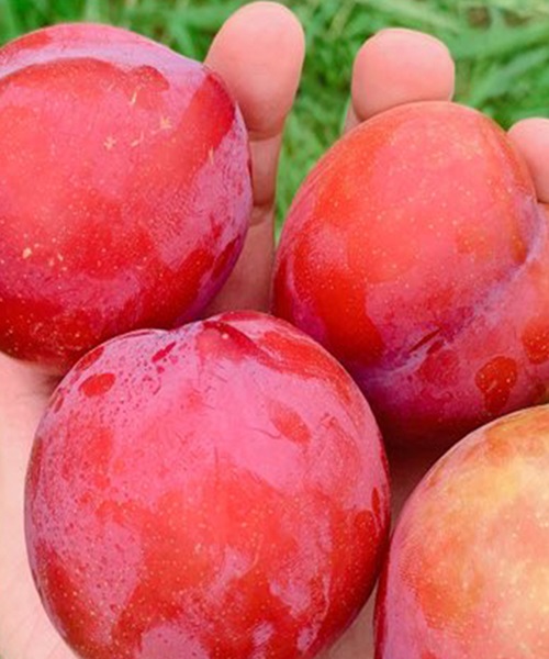 김천 대석자두 2kg(25과내외/대)